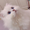 いちごだいふく