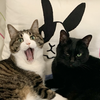 ねこたま