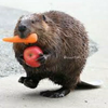 こっこびーばー