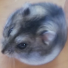 クムクム