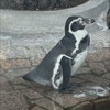 ペンギン