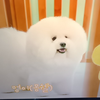 トッカータ