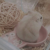 みっちゃん🐳🫧