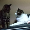 にこばん🐱