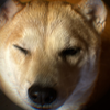 こころやさしい犬🫀🌺
