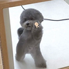 めぇ。