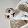 イッター
