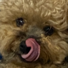 ﾊﾞｯﾁﾊﾞﾁのぴかる🐶✨#DKミスコン