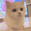 初兎