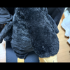 黒アヒル