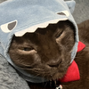  ふーちゃよ２