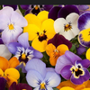 パンジー🌸