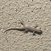 フランソア