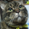 ねこじゃらし🏹🩷