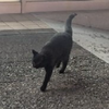 ねこ