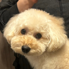 やっす〜🐶