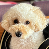 やっす〜🐶