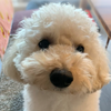 やっす〜🐶
