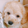 やっす〜🐶
