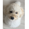 やっす〜🐶