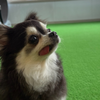 🌸ぱる『パトン投票🙏🏻平田祐誠🐶🐾MG』