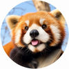 きっき
