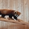 モッピーちゃん🎵