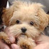 ふうらいぽん