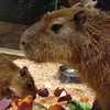 カピバラ
