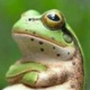 両生類   (無課金リスナー)