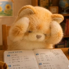 噛ませ犬のたくや わーーををわんをへん