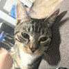 ミートボール
