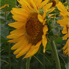 ひまわり🌻