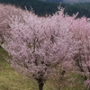 大島収法　チアまみ🌸💫推し