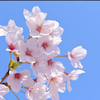 さくら🌸