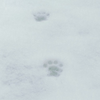 誰かの足あと🐾