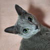 𝒩𝑒𝓀𝑜😸ᩚ