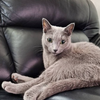  𝒩𝑒𝓀𝑜😸ᩚ 