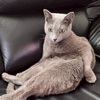 𝒩𝑒𝓀𝑜😸ᩚ  