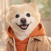 ぽん