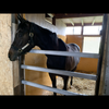 透パパ🐴👑