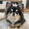 イッヌ🐶  🎁💫