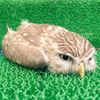 🦉けんじ👘⭐