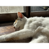 よしん