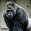 ウッホ🦍