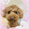 💜🌺うたぴママ🌺💜
