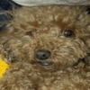 さくらんぼ
