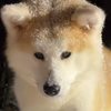 こひ