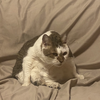 🐈‍⬛🍙おにぎり🍙🐈‍⬛