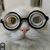 めがぬ